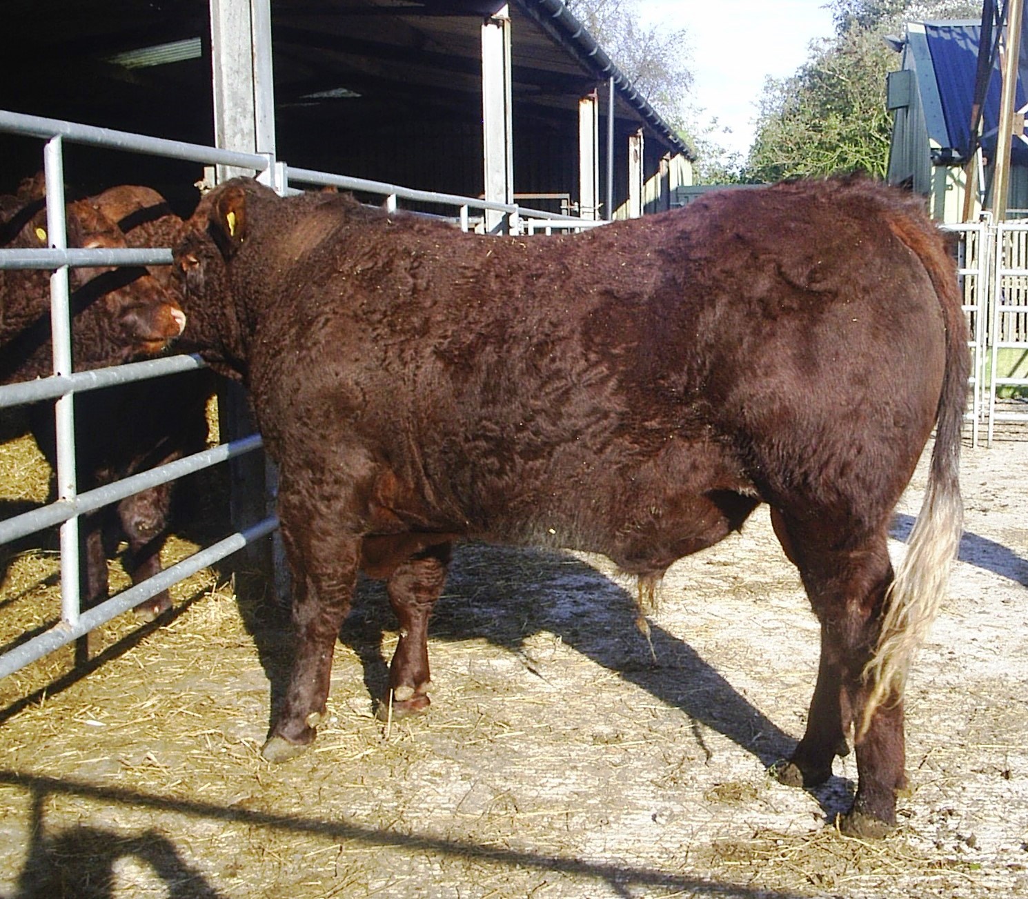 Poll Bull B | Salers Cattle Society