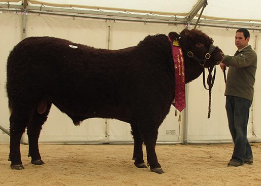 2015 NEWARK SHOW AND SALE
