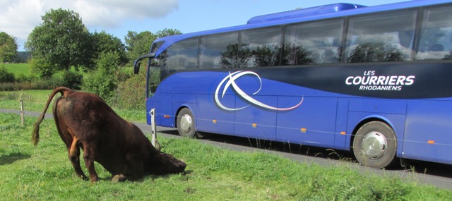 M Defisque's bull took a liking to the big blue bus!