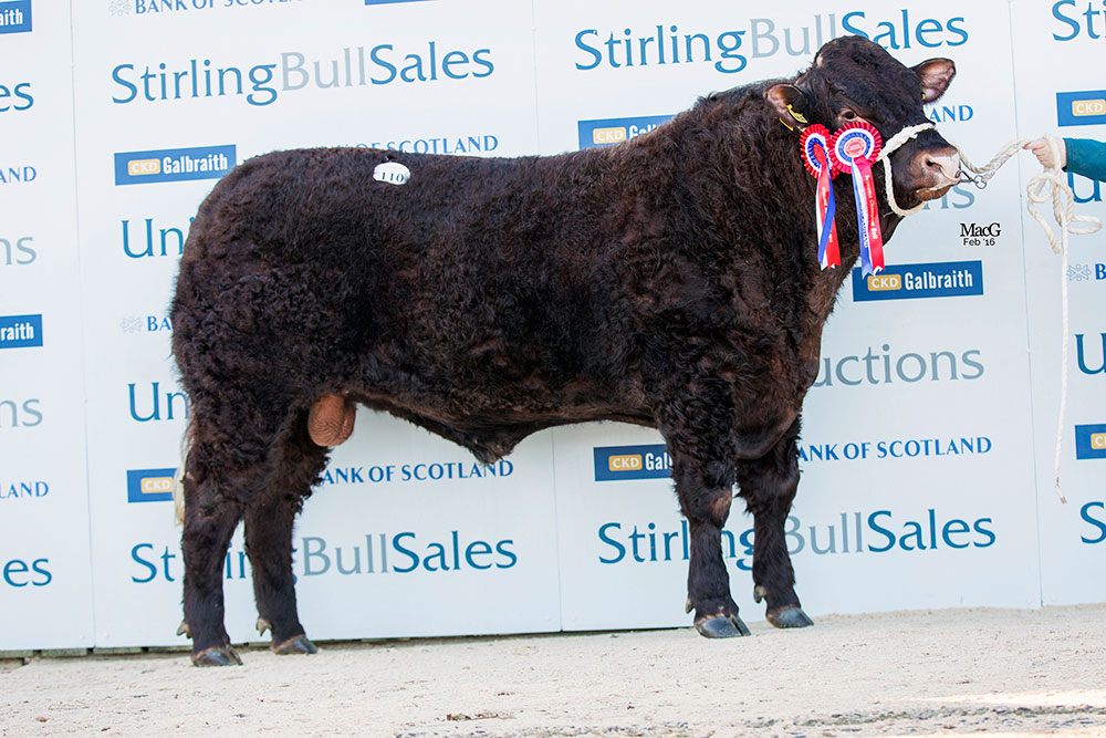 Champion Bull Cuil Herbie from G S McClymont also top price at 8,000gns