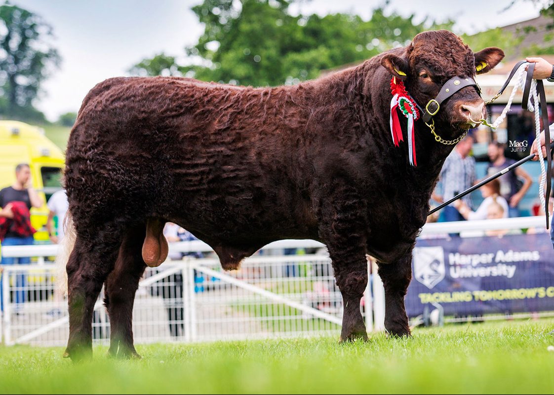 Sales Salers Cattle Society 