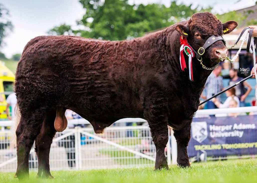Read more about the article 2019 ROYAL WELSH SHOW LLANELWEDD