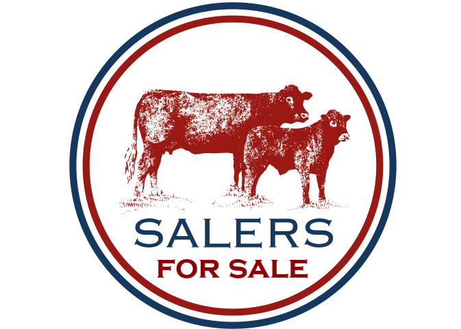 Read more about the article SEMEN FOR SALE – CUMBRIAN SALERS