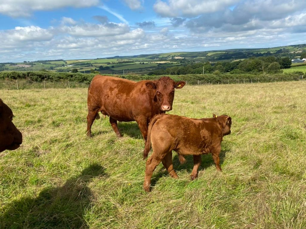 2 | Salers Cattle Society