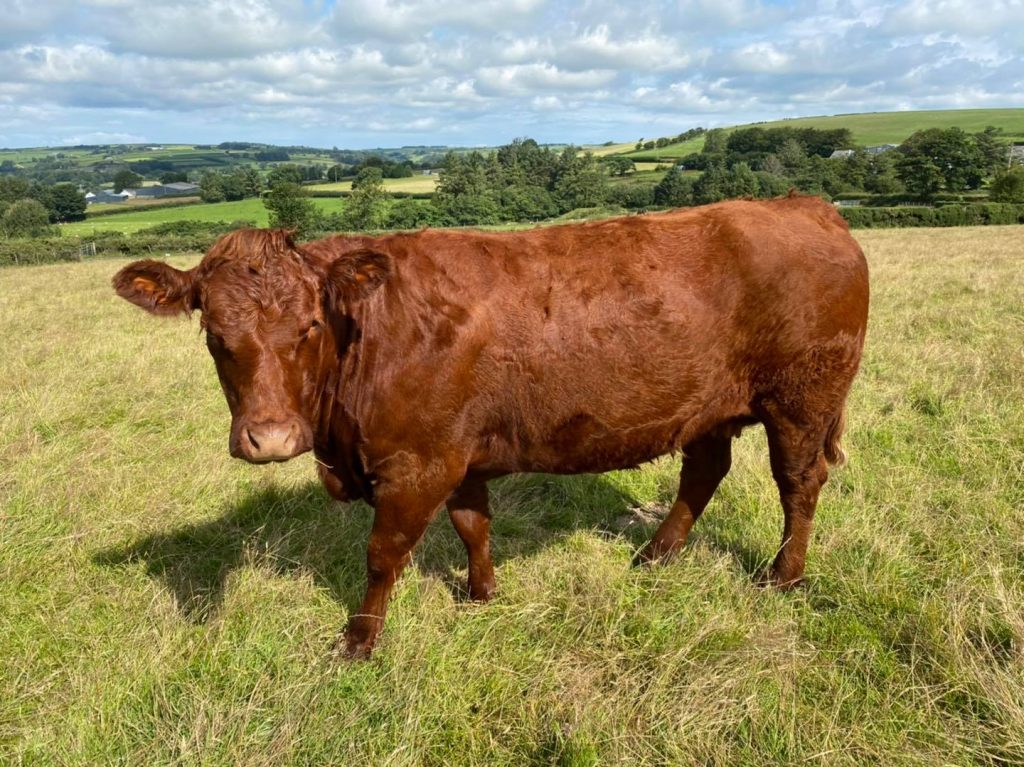 4 | Salers Cattle Society