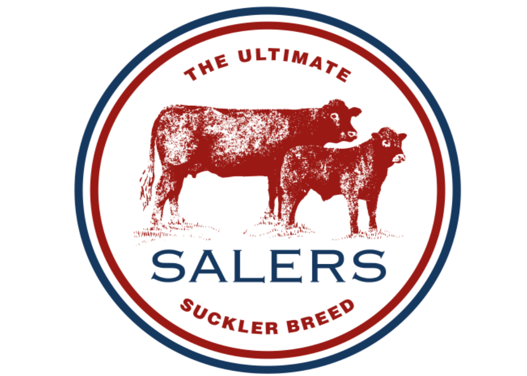Read more about the article SALERS PROVE RIGHT BREED FOR RIGEL