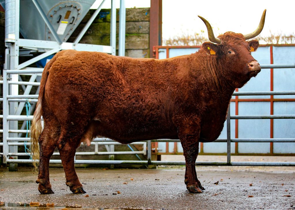 PEDIGREE | Salers Cattle Society