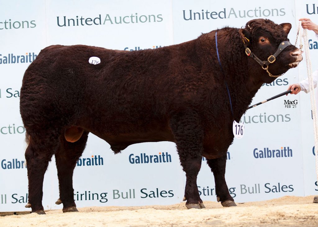 ONLINE CATALOGUE – STIRLING BULL SALES
