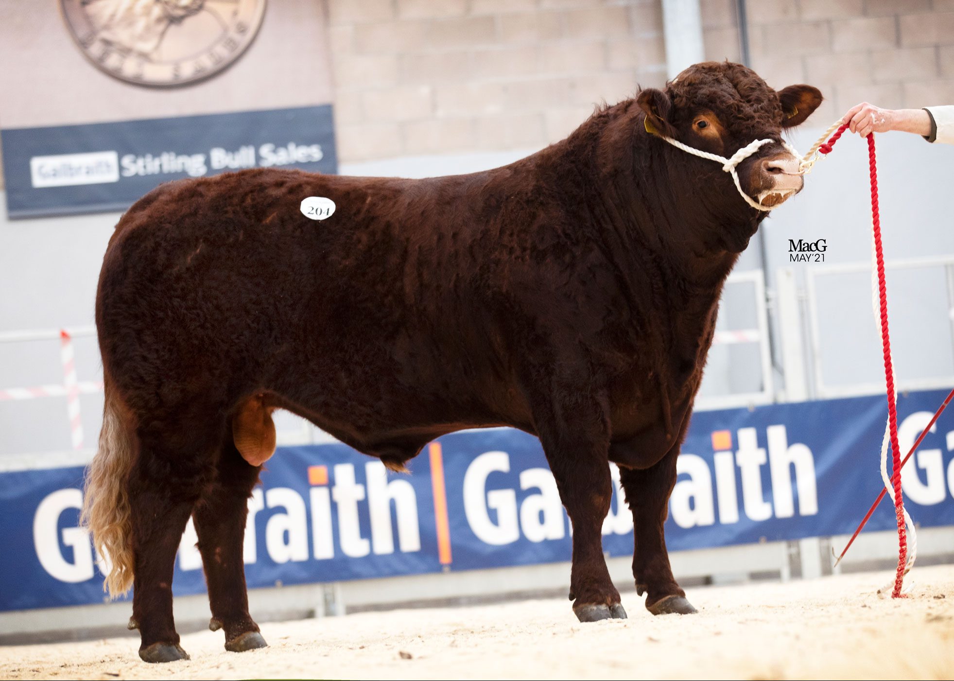Read more about the article SALE REPORT – STIRLING BULL SALES MAY ’21