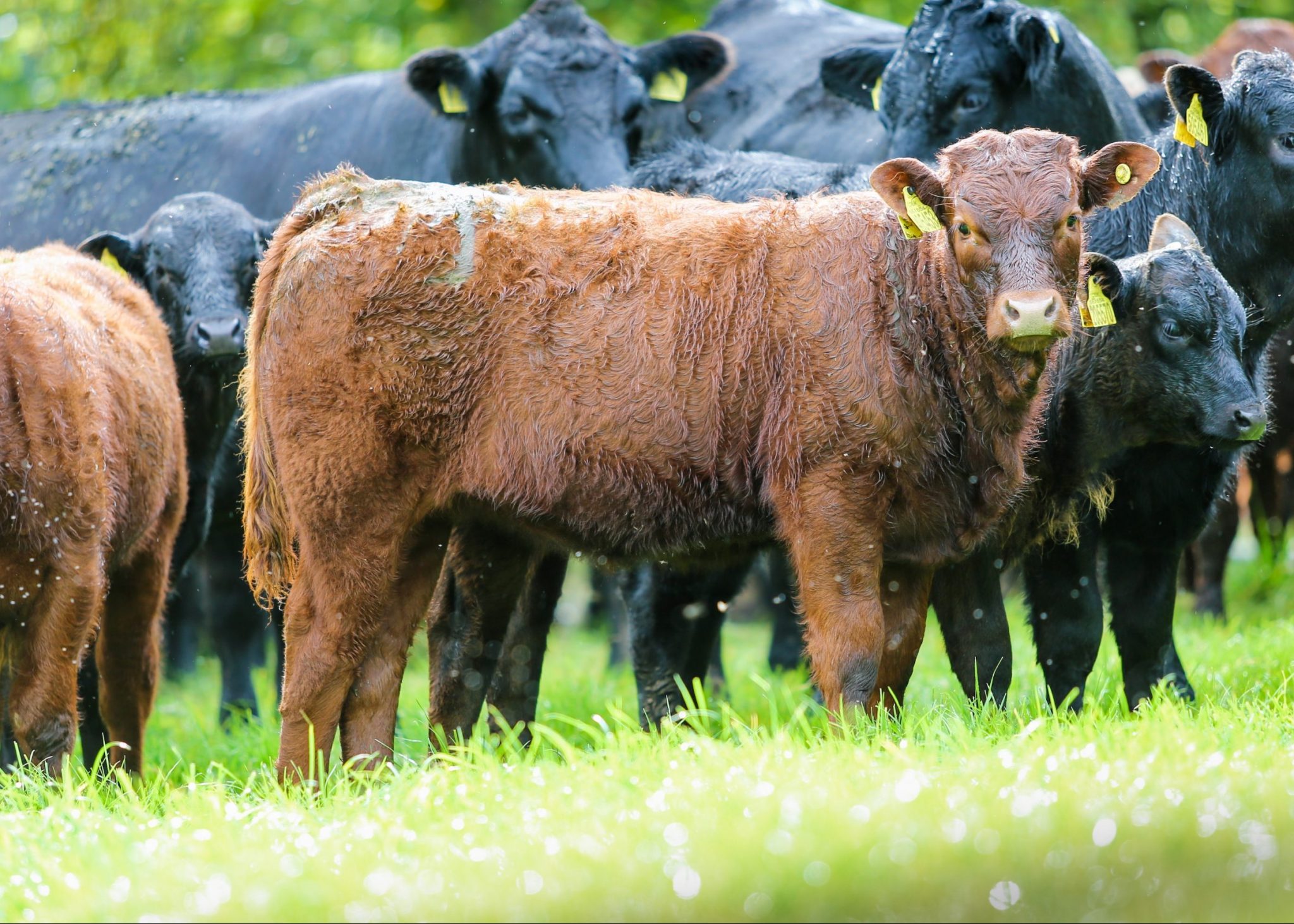 IMG_4872 | Salers Cattle Society