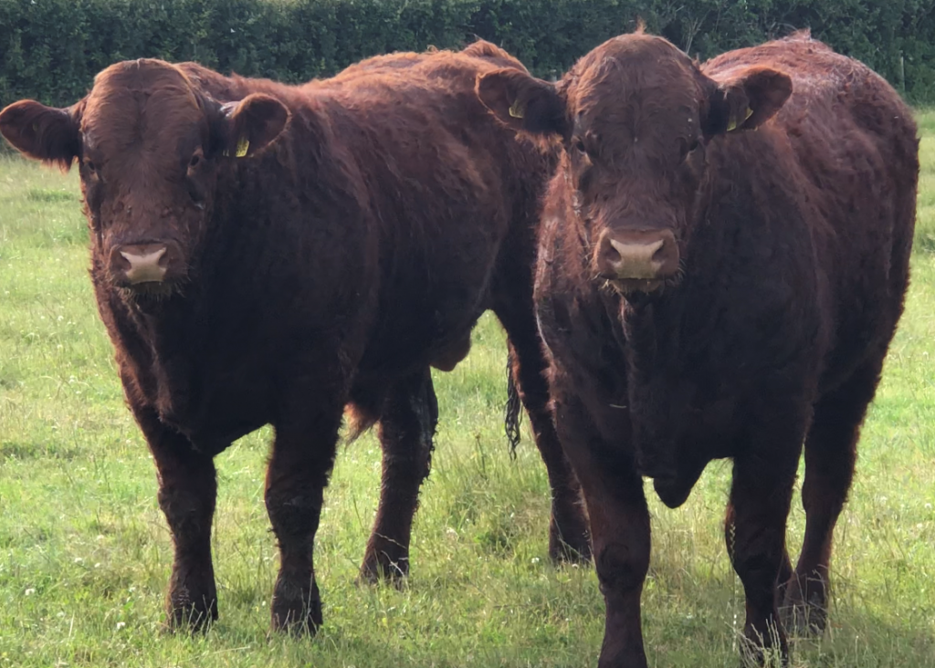 Morwenstow Salers Cattle Society 