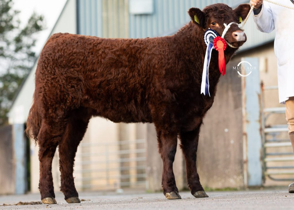 RESULTS – 4 BREED CALF SHOW – DUNGANNON