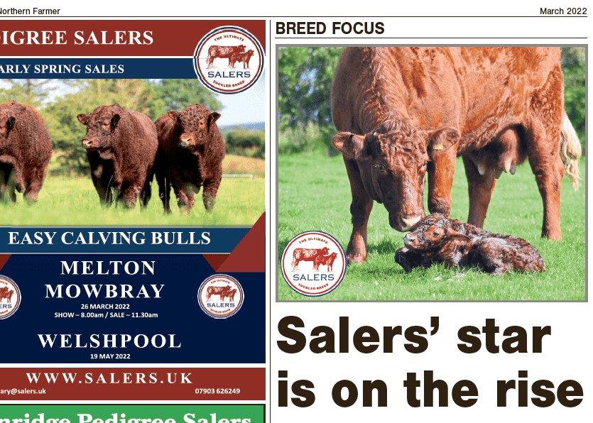 Read more about the article SALERS’ STAR IS ON THE RISE