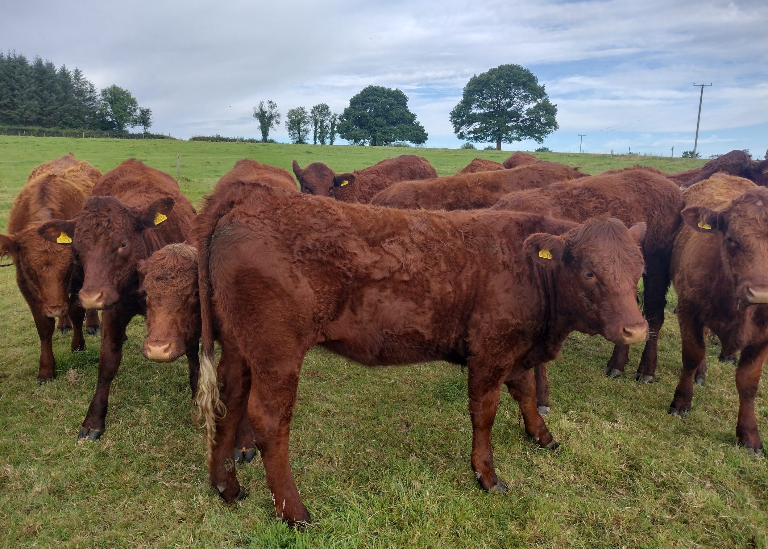 Read more about the article FOR SALE – SALERS BULLING HEIFERS