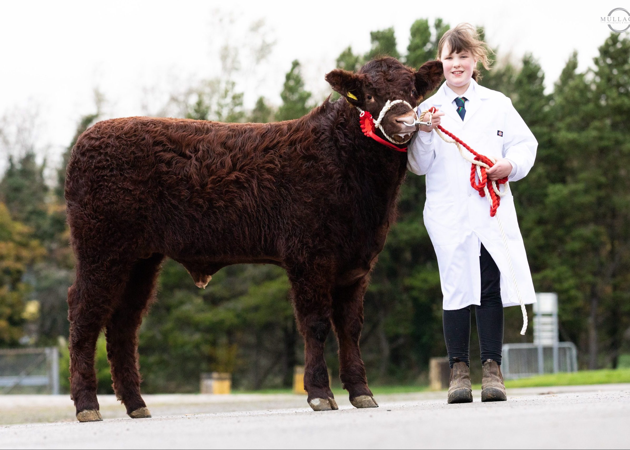 Read more about the article STRONG CLASSES AT 4 BREED CALF SHOW