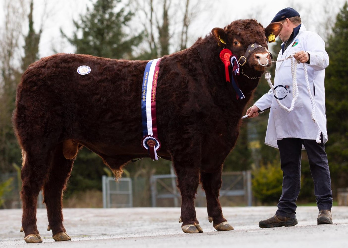 Read more about the article CARRICK VIEW ROBIN CHAMPION & SALE LEADER