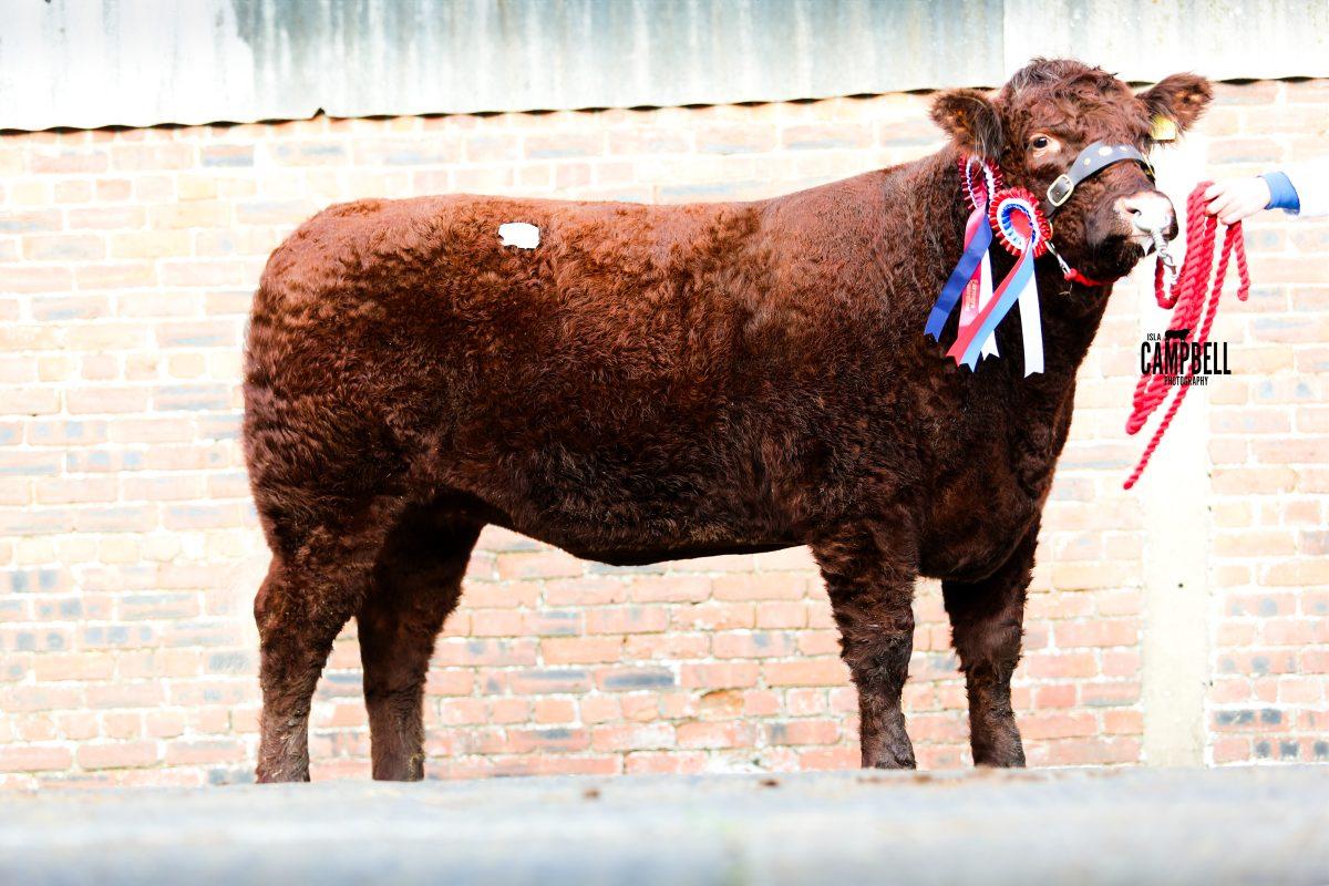 PREMIER SALE, CASTLE DOUGLAS- ENTRIES OPEN