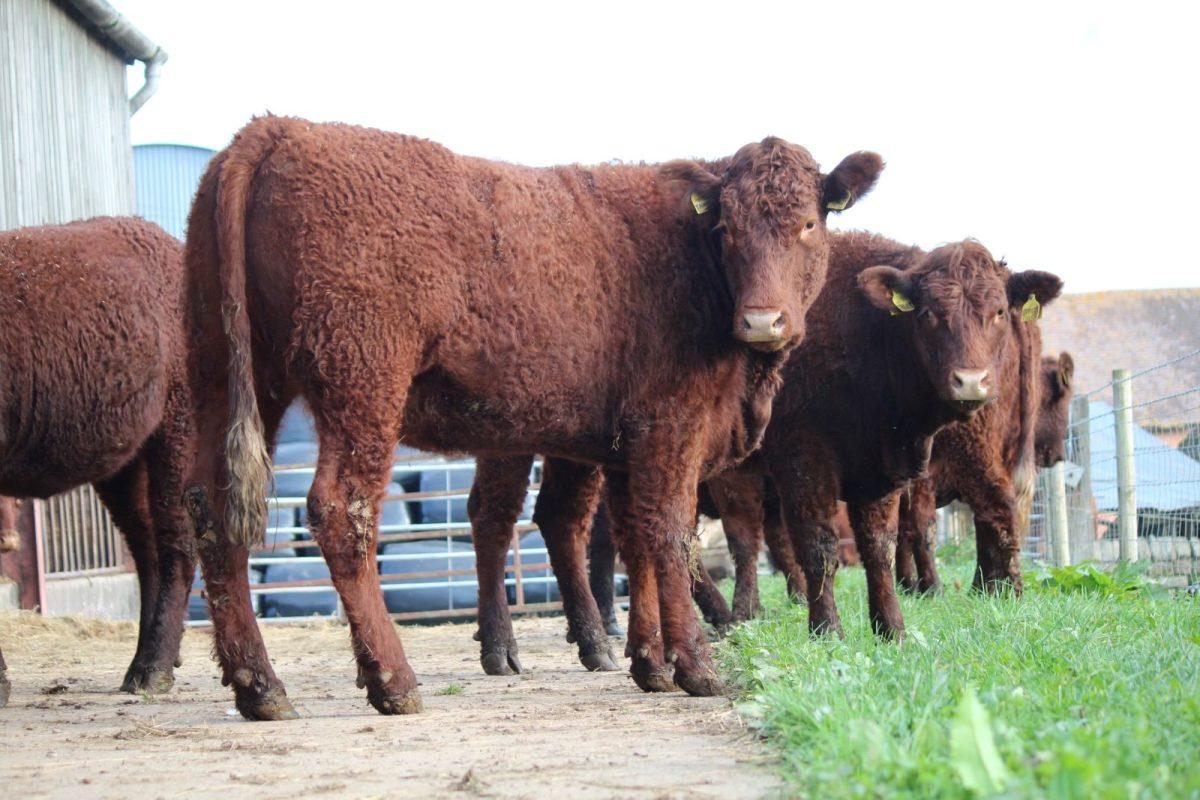 For Sale – Pedigree Bulling Heifers