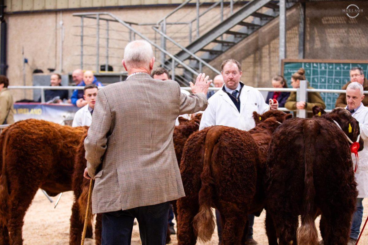 ‘Tami’ & ‘Unreal’ Shine at the Salers calf show