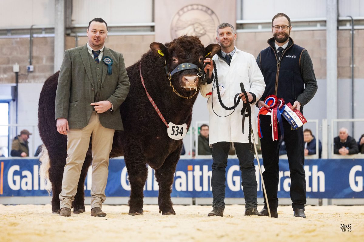 FARMSTOCK GENETICS LEADS SALERS SALE WITH OVERALL CHAMPION CUMBRIAN TEXAS