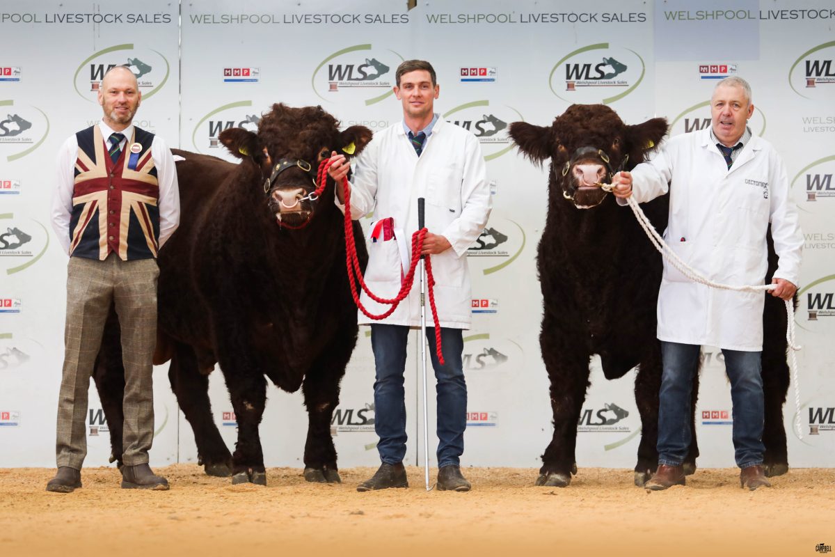 SHOW CHAMPION GENTONS TOMMY LEADS WELSHPOOL